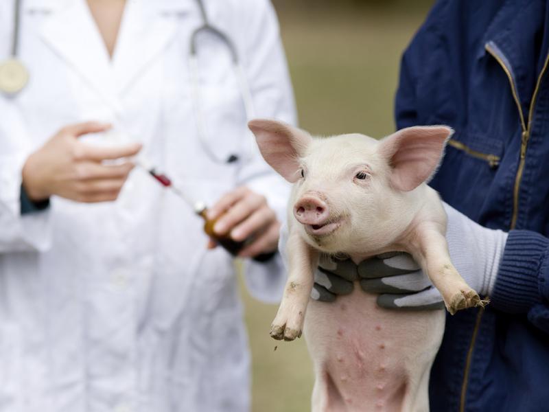 Nueva cepa de gripe porcina podría volverse pandemia, según investigaciones en China