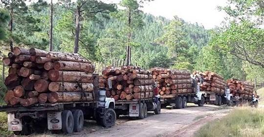Gobierno de Nicaragua autoriza tala de madera preciosa 