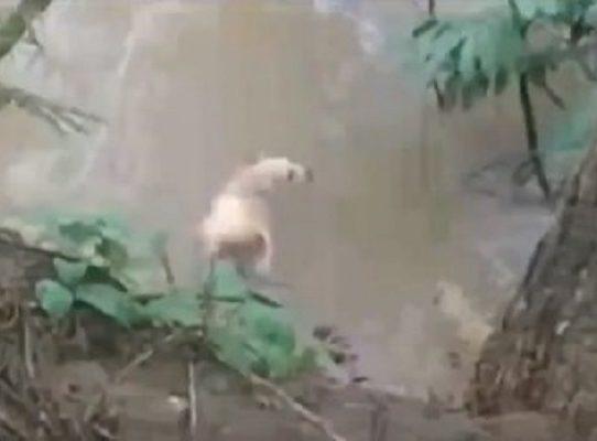 Jóvenes amarran a un perro vivo y lo lanzan a un río para alimentar a un cocodrilo 