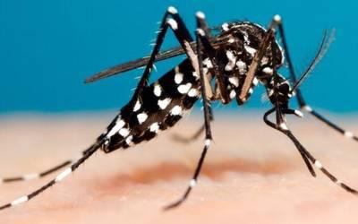 Mosquito del Dengue-imagen tomada de El sol de México