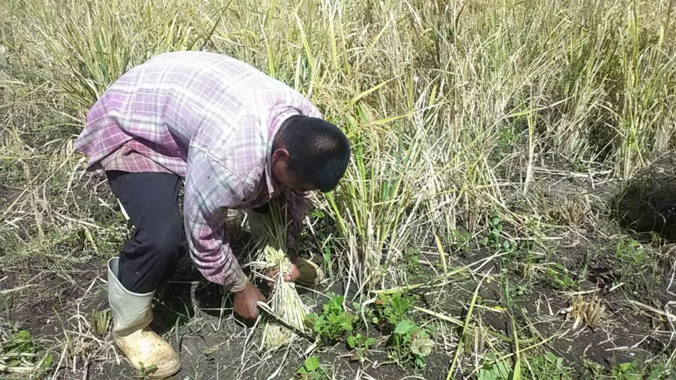 Carazo: productores reportan pérdidas de las cosechas de frijoles y hay esperanza en el arroz