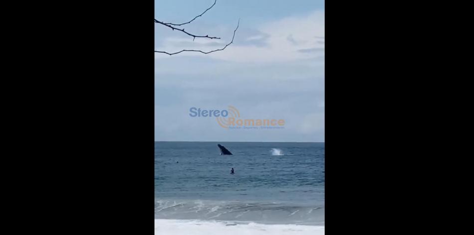 Avistamiento de dos ballenas causa furor en playa de Rivas