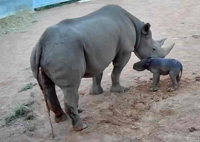 Impresionante: nace cría de rinoceronte negro, especie en peligro de extinción