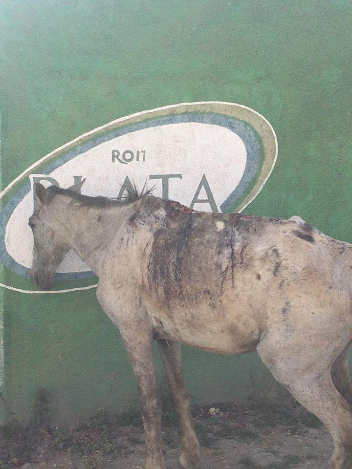 Solicitan ayuda para caballos maltratados y abandonados 
