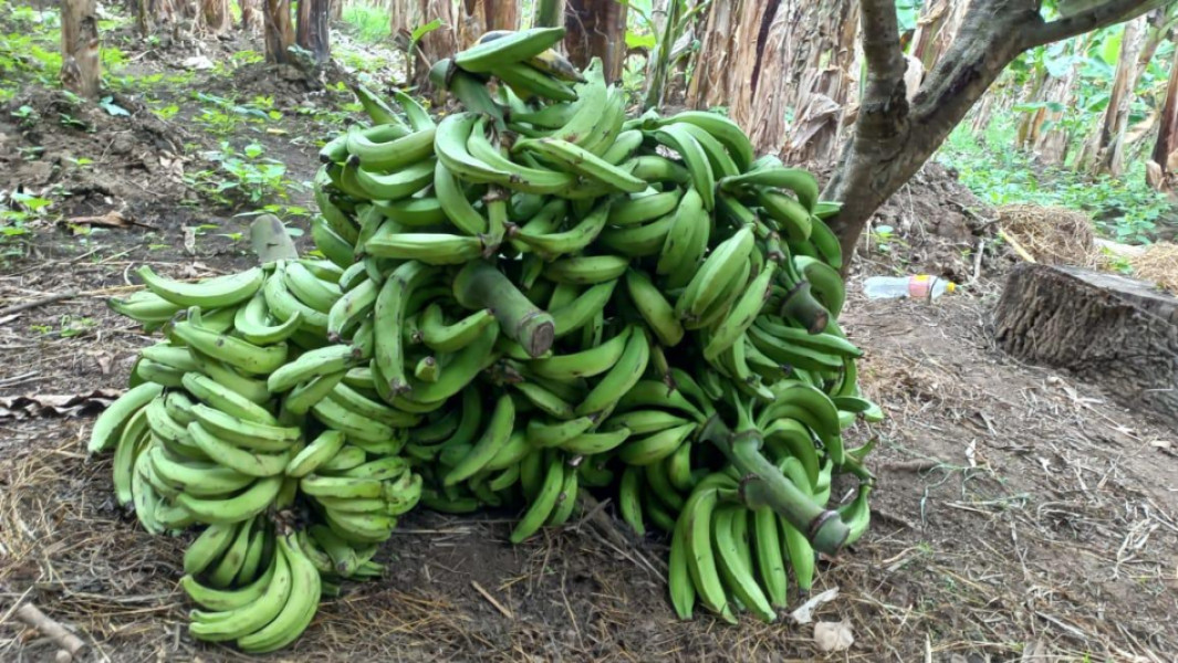 Altos costos de operación y mantenimiento obligan a productores a abandonar la producción de plátanos 