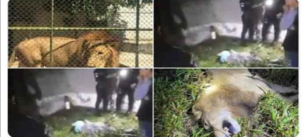 León que escapó de su jaula y mató a su cuidador en Guatemala fue sacrificado