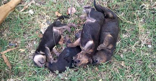 Cinco perros de cuatro días de nacido murieron en un incendio
