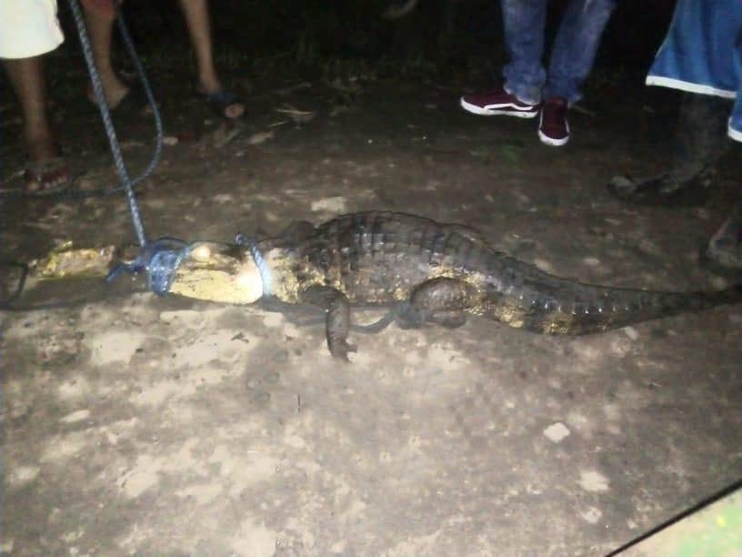 Capturan a un cocodrilo cerca del campo de fútbol de Nandaime