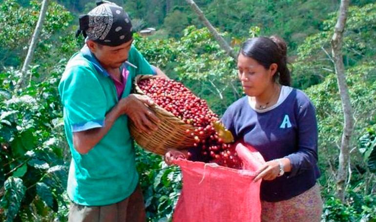 Honduras busca cortadores de café