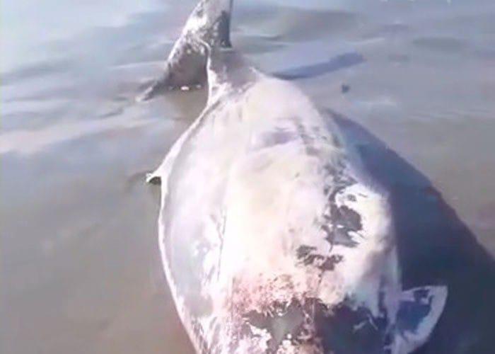 Devuelven al agua a delfín herido, pero murió, en León