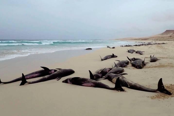 Encuentran a más de 100 delfines muertos, aún se desconocen las causas  