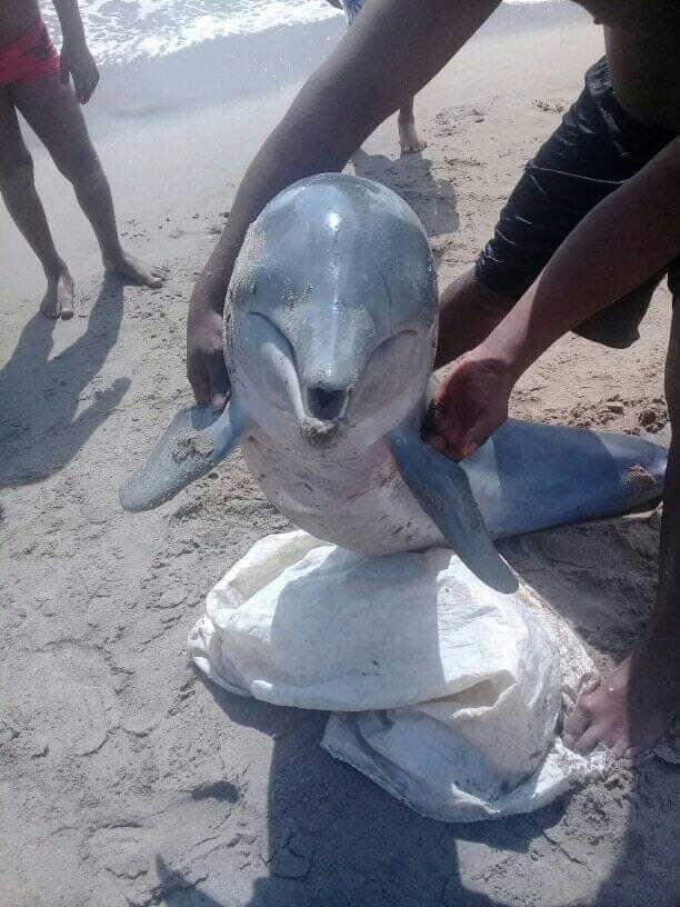 Delfines muertos en las costas de Nicaragua