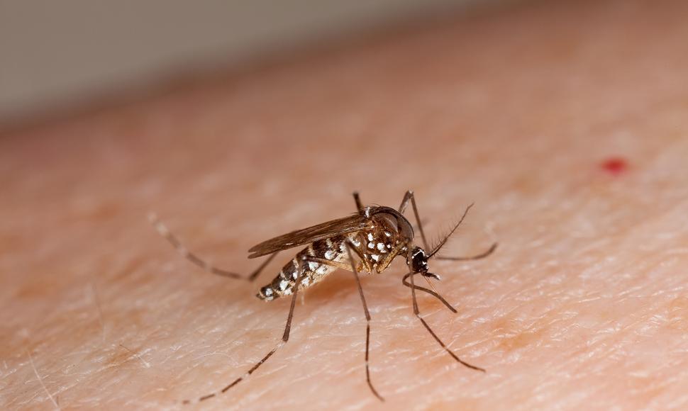 Dengue-imagen tomada de "El Nuevo Diario"