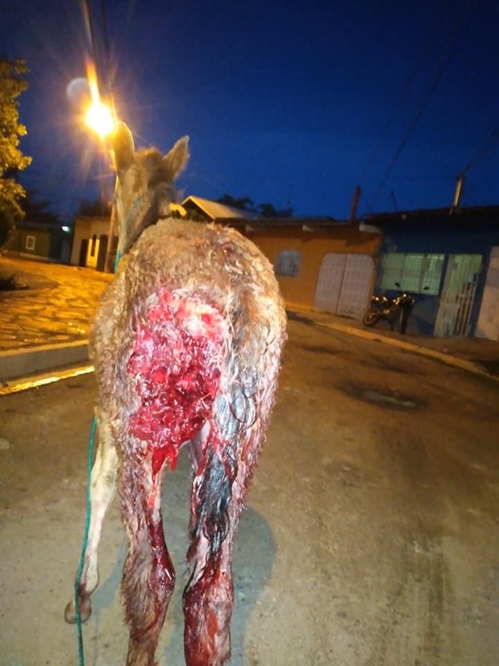 Un caballo resulta con parte de su piel desprendida, tras ser atacado por un perro 