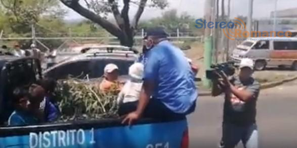Policía Nacional detiene a ciudadanos por vender hojas de eucalipto 