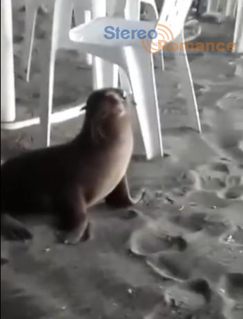Veraneantes de León filmaron a una foca “paseando” por la arena 