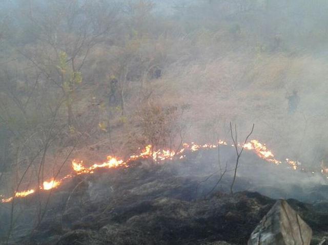 Bosque de pino en peligro de extinción por incendio en la cordillera Dipilto y Jalapa 