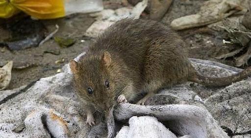 Barrio Los Mameyes de Jinotepe solicita presencia de MINSA ante plaga de ratas