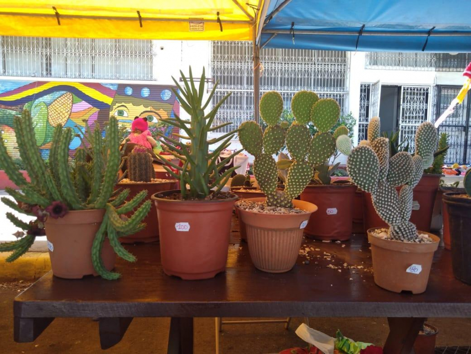 “Cactus y más Darayana Dashell” el significativo emprendimiento de una familia caraceña 