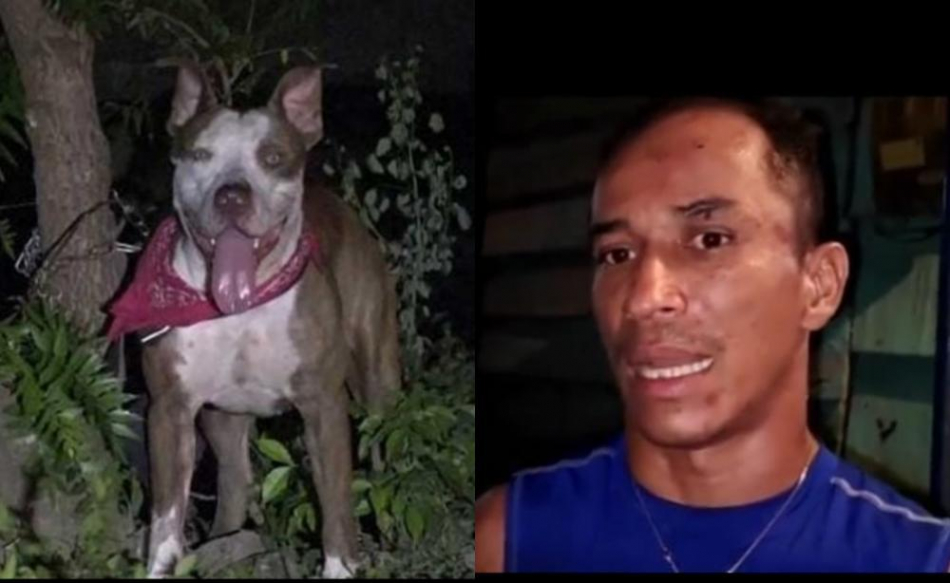 Perro pitbull ataca a su dueño en Chinandega 