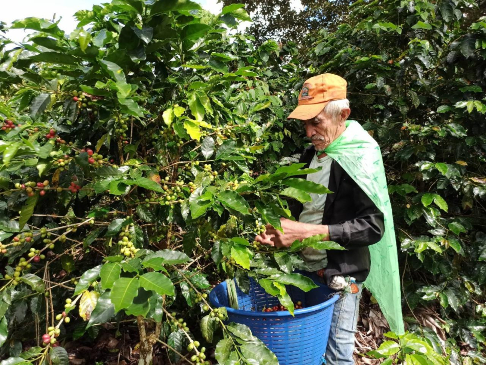 Productores de café prevén buenas cosechas 