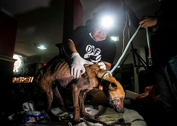 53 perritos fueron rescatados cuando eran transportados al matadero en Indonesia