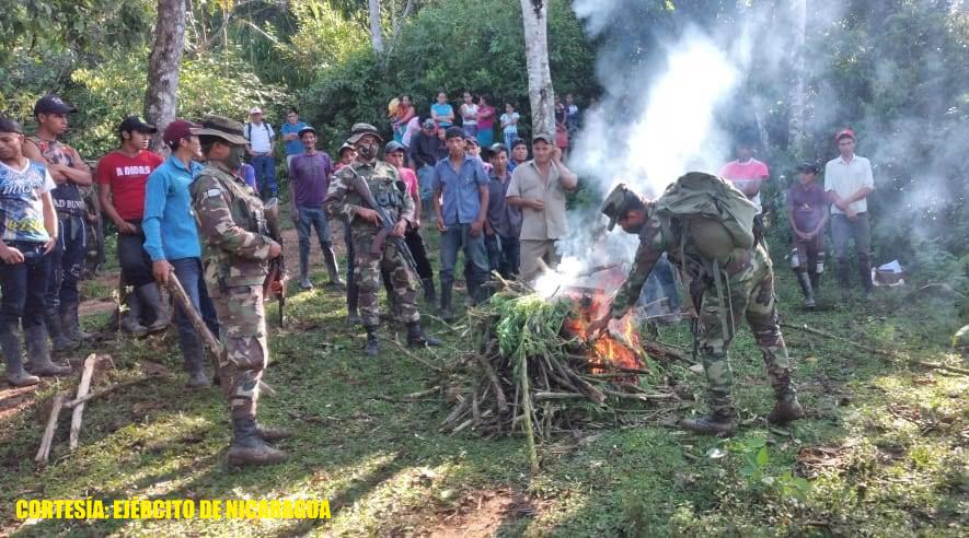 Ejército de Nicaragua quemó 2,834 plantas de marihuana