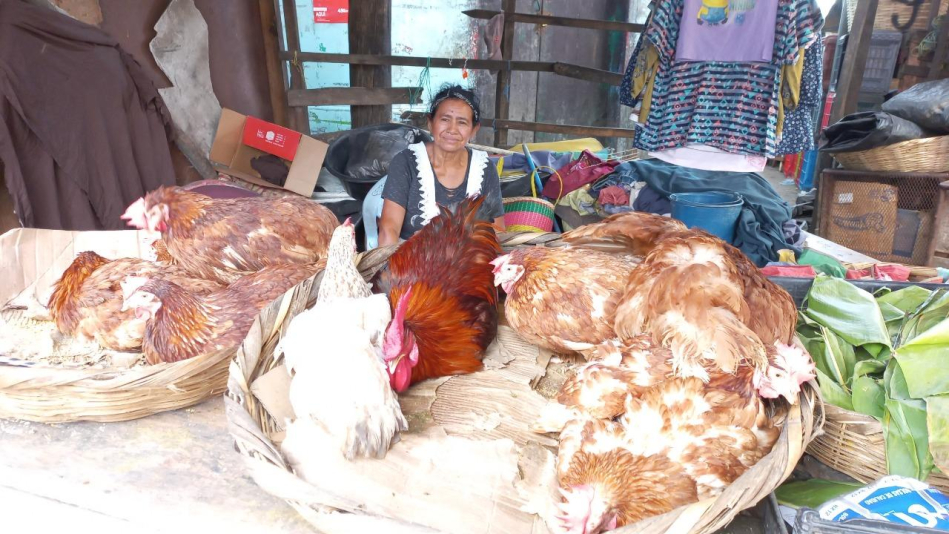 Venta de gallinas por el suelo en mercados chinandeganos