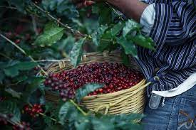 Productores de café preocupados ante caída del precio del café a nivel mundial
