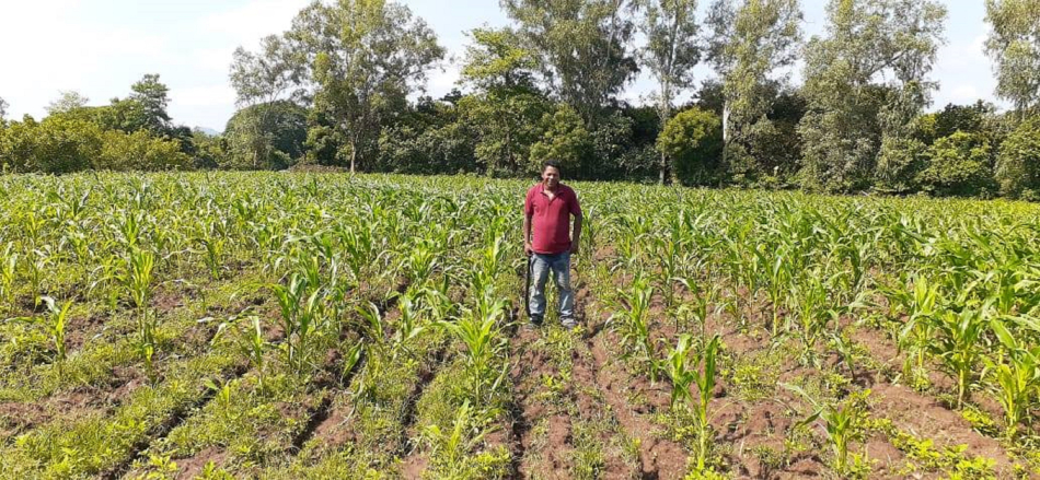 La siembra agrícola de maíz y frijol está próxima a iniciar este año en ocho de los nueve municipios  de Madriz.