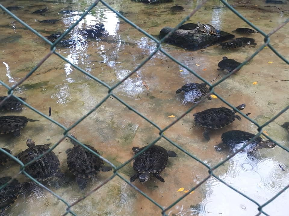 4.Tortugas-Zoológico.jpeg