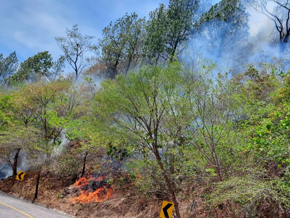 Incendio reduce a cenizas bosque de pinos en Chinandega 