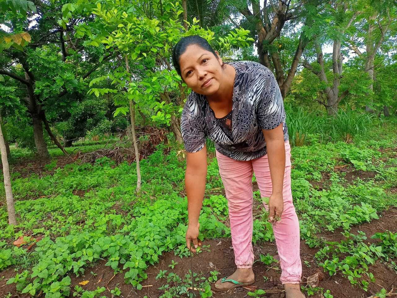 Cultivo de yuca es rentable para familias campesinas del volcán Mombacho 