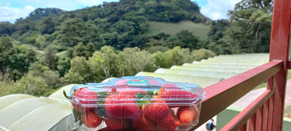El sabor y color de las fresas, destaca en las verdes montañas jinoteganas 