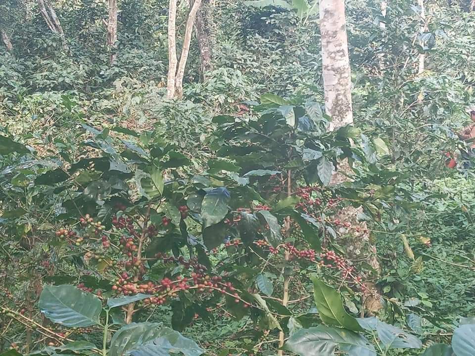 Camoapa es conocida por ser líder en la producción de ganado y sus productos derivados, no obstante, pequeños agricultores se están diversificando y apuestan por el cultivo del café.