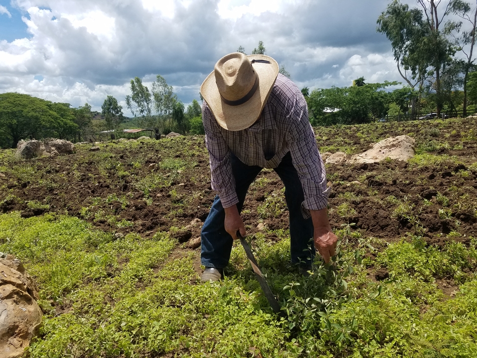 Preparar las tierras para la siembra de primera que se avecina este mes de mayo ya preocupa a los productores campesinos por los altos costos en los precios de los insumos agrícolas en las zonas del departamento de Madriz.