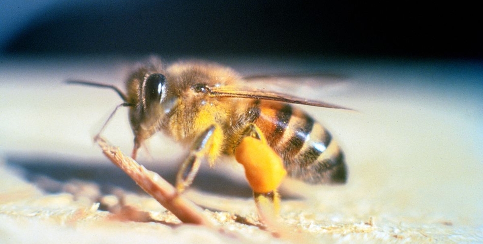 Caribeño fallece tras ser atacado por abejas africanizadas en Bluefields