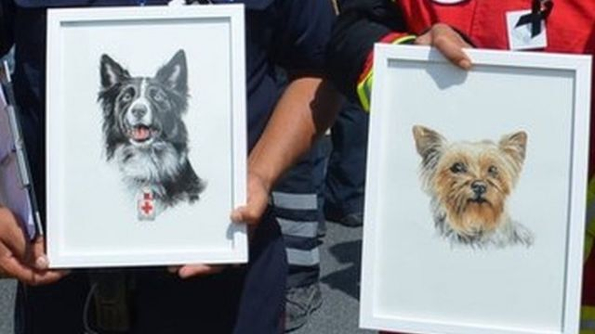 Condenan a más de diez años de prisión a un asesino de dos perros en México