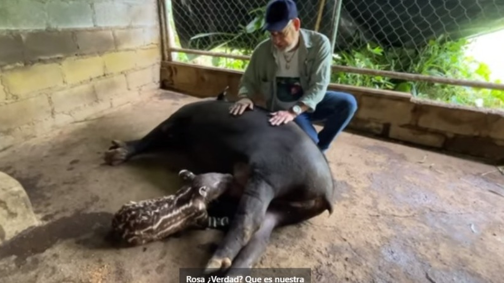 Zoológico presenta dos crías de tapires en peligro de extinción