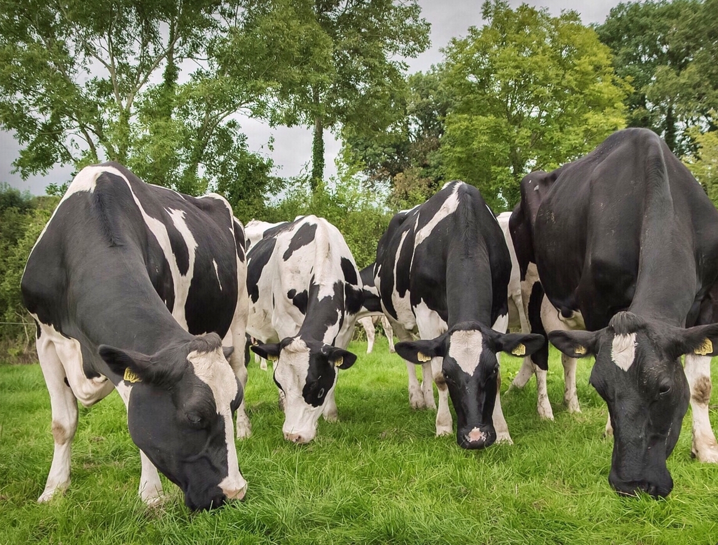 Abigeos roban vacas valoradas en 180 mil córdobas en El Cuá