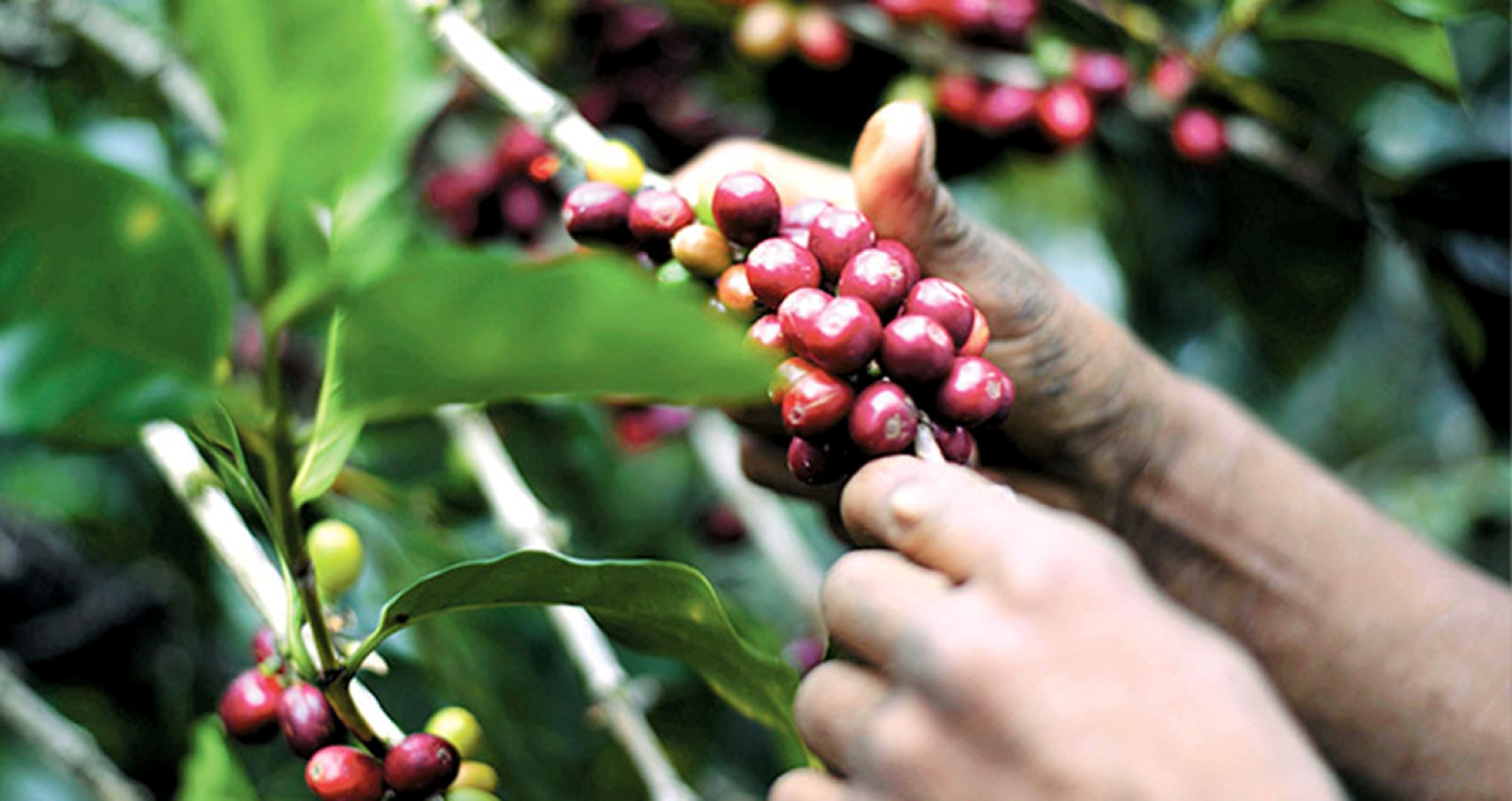 Este año las estimaciones de los caficultores es alcanzar los 600 mil quintales de café oro del ciclo productivo 2022-2023 en las fincas y haciendas de las zonas cafetaleras de los departamentos de Estelí, Madriz y Nueva Segovia, a pesar de la escasez de mano de obra.