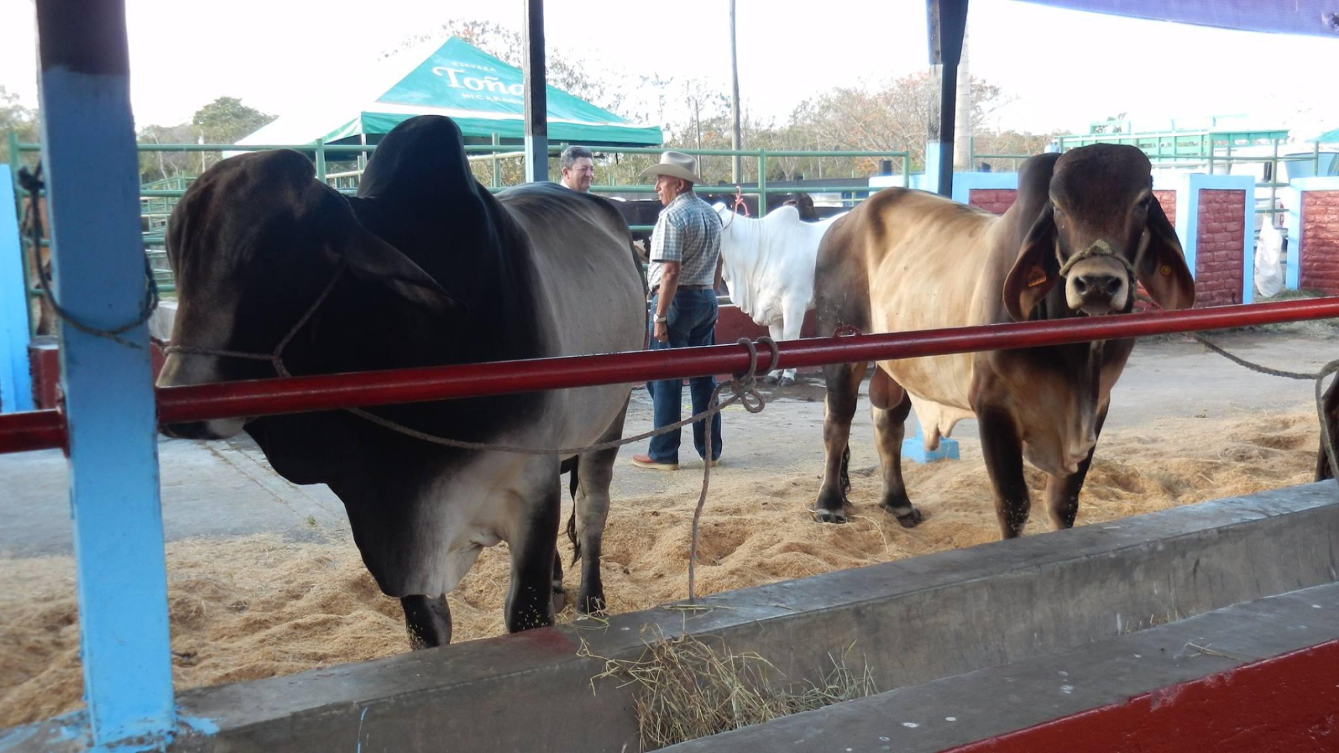 Alrededor de 400 ejemplares bovinos estarán disponibles en las galerías de exhibición durante la feria ganadera.