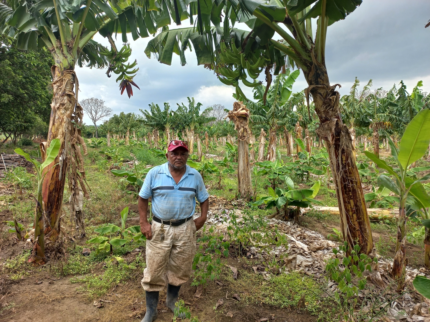 Ante la llegada del invierno agricultores de plátano dicen sentirse optimistas con su producción.  