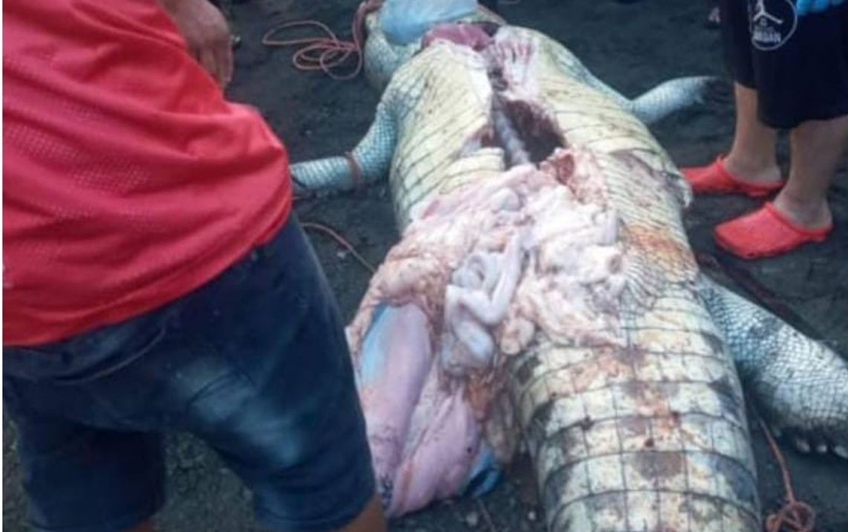 Huesos extraídos de cocodrilo pertenecen a niño nicaragüense