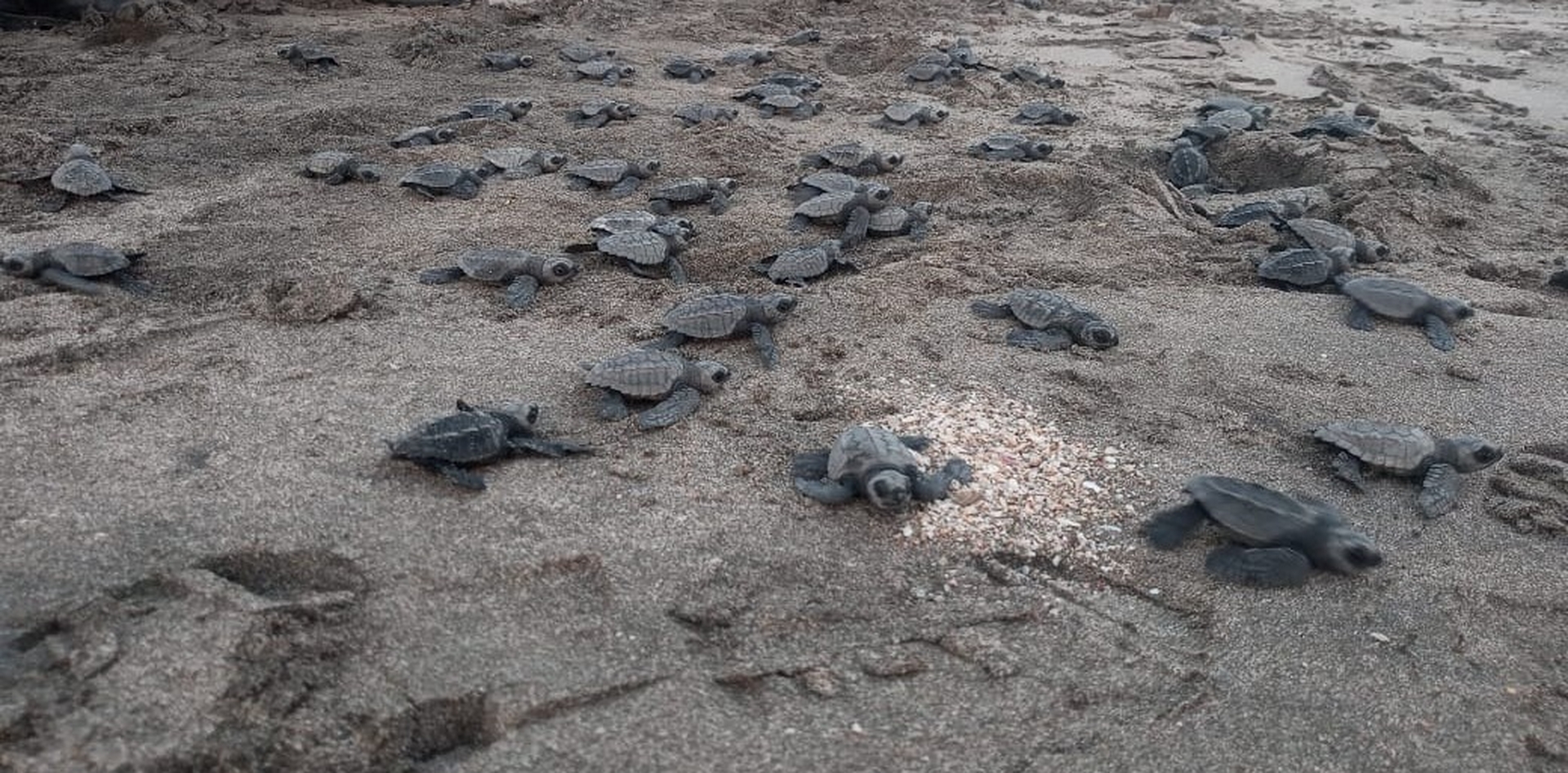 Liberan 529 tortuguillos en el Refugio Chacocente