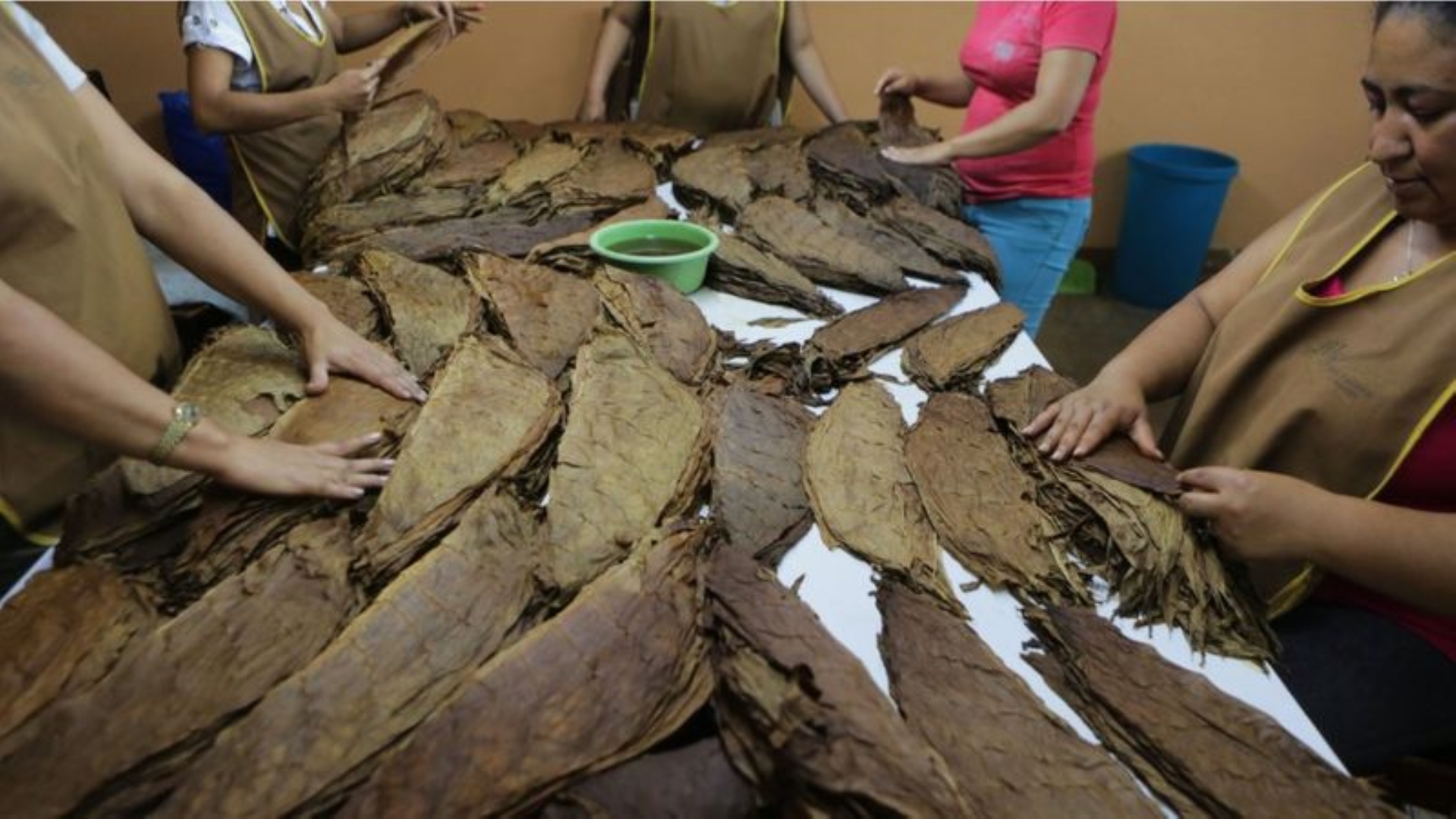 .Desde el mes de mayo, a la ciudad de Estelí y Condega han estado llegando unos 200 ciudadanos miskitos de la Costa Caribe, para aprovechar la falta de mano de obra y trabajar en las empresas del sector tabaco en estas localidades al norte del país.