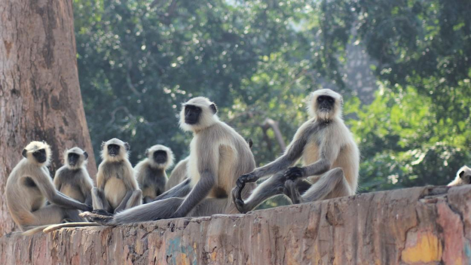 Niña recién nacida es encontrada muerta después de ser raptada por monos en la India 