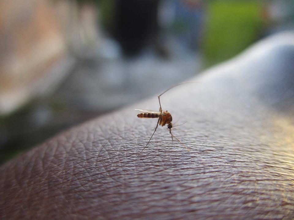 Primer caso de dengue por transmisión sexual en Europa.