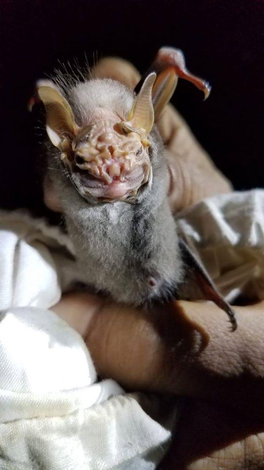 Murciélago encontrado en reserva El Bajo/ fotografía de Milton Salazar