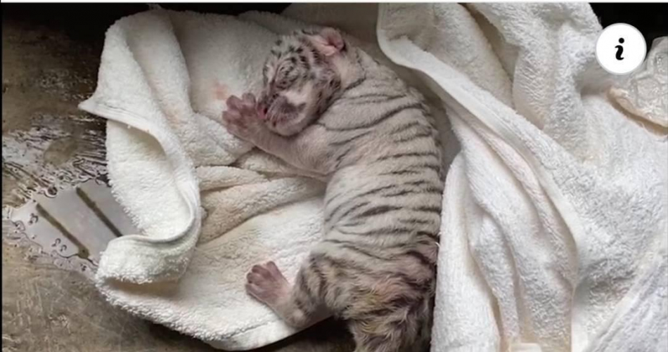 Muere Nieve,  la tigresa blanca que nació en Nicaragua 